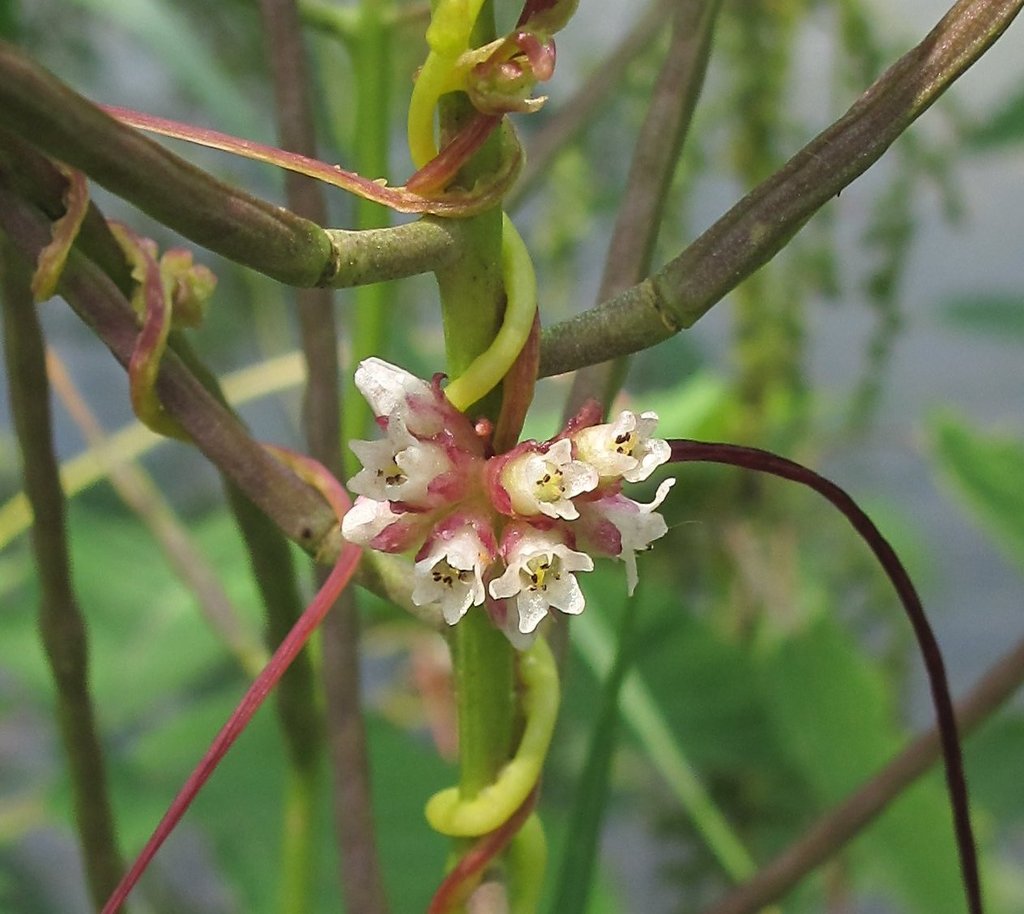 Cuscuta europaea